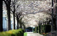 Cherry trees blooming at Oregon Capitol